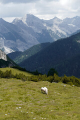 Fototapeta na wymiar Herd of mountain sheep (Ovis aries) in high mountains