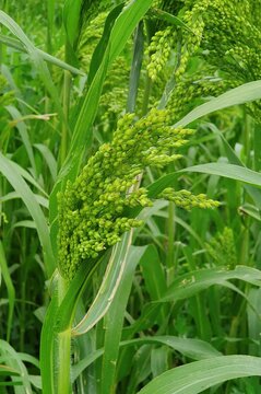 Ear of the proso millet in its natural field habitat, close up
