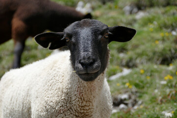Fototapeta premium Herd of mountain sheep (Ovis aries) in high mountains