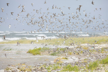 Dunlin - Alpenstrandläufer - Calidris alpina, Germany (Hamburg), at high-tide roost with Sanderling and Red Knot