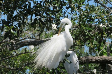 Beautiful white egret on blue sky background