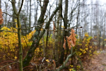 Wet leaves after rain hanging on a tree branch in the forest. The autumn concept and coold season.