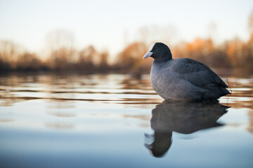 Eurasian Coot - Blässhuhn - Fulica atra ssp. atra, Germany (Baden-Württemberg), adult