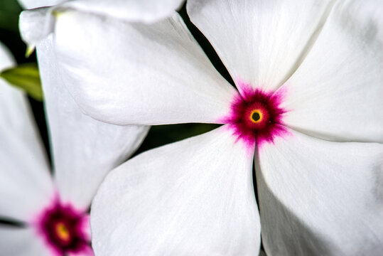 Rosy Periwinkle Flowers (Catharanthus roseus)