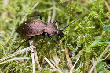 Macro image of an insect in Germany