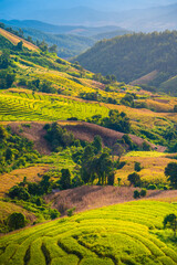 Obraz premium Rice terrace field in Ban Pa Bong Piang village in Mae Chaem District, Chiang Mai Province, Thailand