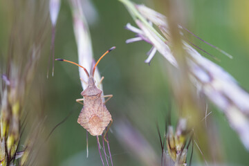 Macro image of an insect in Germany