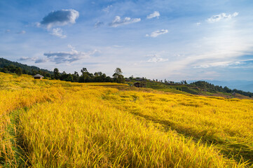 Rice terrace field in Ban Pa Bong Piang village in Mae Chaem District, Chiang Mai Province, Thailand