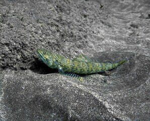Lizard fish on the bottom of the sea