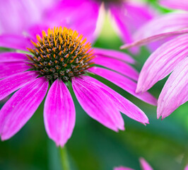 Macro of pink coneflowers, echinacea purpurea, in a prairie garden