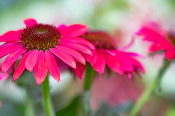 Obraz premium Macro of Raspberry colored coneflowers, echinacea, on a green background. 