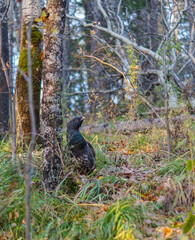 portrait of a capercaillie with a red eyebrow in the forest