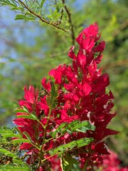 Fototapeta premium red flowers in the garden