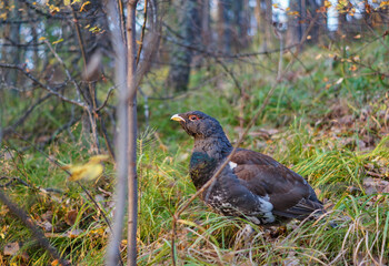 Fototapeta premium portrait of a capercaillie with a red eyebrow in the forest