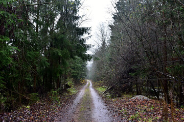 Ground road in the wild forest in autumn season. Wildlife travel concept.