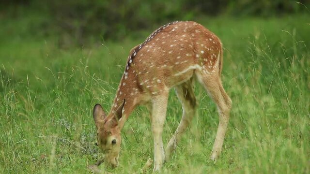 Close up shot of spotted deer or chital or axis axis eating shed antler a behavioral action in monsoon season at ranthambore national park or tiger reserve rajasthan india