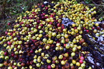 Rotten apples as discarded garbage lie on the ground. Bad apple and putrid fruits vegetable. Food Rubbish autumn harvest. Agriculture garbage waste background. Toxic fruit concept