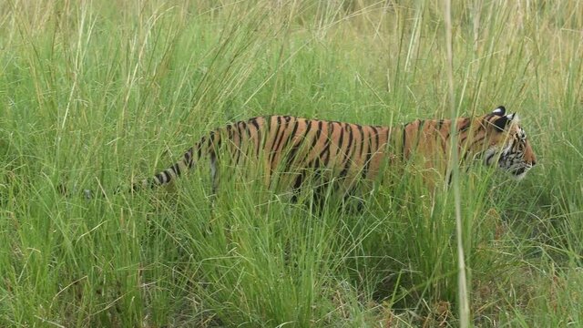 full shot a wild female royal bengal tiger on territory marking during safari at ranthambore national park or tiger reserve sawai madhopur rajasthan india - panthera tigris tigris