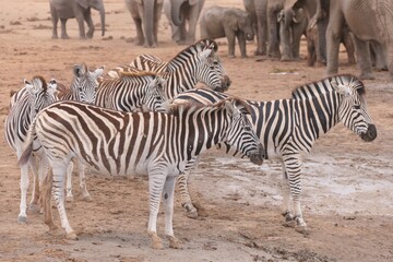 Steppenzebra im Addo-Nationalpark, Südafrika. Das Steppenzebra ist die häufigste Zebra-Art in Afrika.