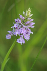 Orchis neglige, une orchidee sauvage de France