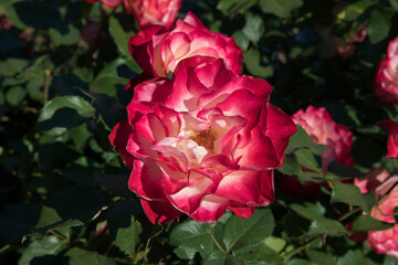 Beautiful roses spring blooming in the park. Closeup view of Rosa Jubile du prince de Monaco, green leaves and fuchsia and white petals blossom in the garden. 