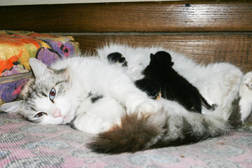 Los gatitos recien nacidos por primera vez chupan la leche de un gato con los ojos cerrados.