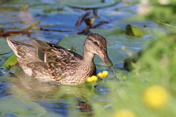 Sarcelle d'hiver femelle