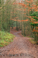 A winding and muddy path covered with fallen leaves creeps into the woods.