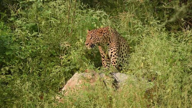 full shot of wild male leopard or panther standing on big rock stalking prey in monsoon green background at forest of central india - panthera pardus fusca