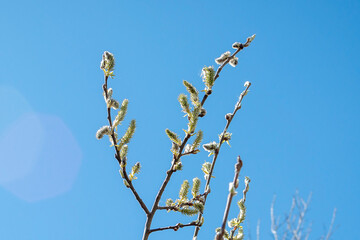 Twigs of blossoming pussy-willow against the blue sky
