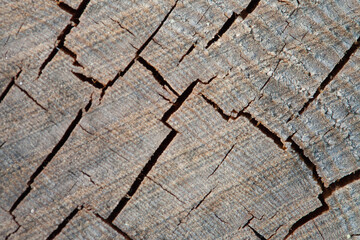 Abstract natural background. Cracked woody surface.