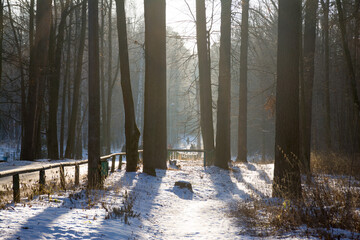 Naklejka premium road in the winter forest