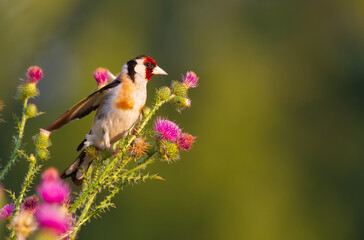European goldfinch, Carduelis carduelis. In the early morning, the bird sits on the stem of the Carduus and eats the seeds. The sun illuminates the model beautifully