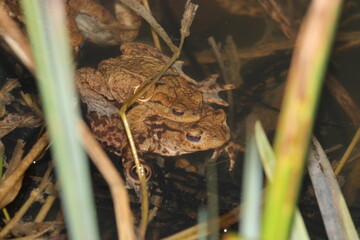 Crapauds communs