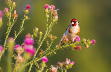 European goldfinch, Carduelis carduelis. In the early morning, the bird sits on the stem of the Carduus and eats the seeds. The sun illuminates the model beautifully