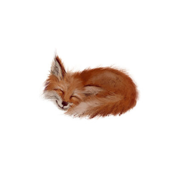 Sleeping cute fox realistic hand drawn illustration on white background isolated