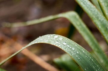 Photo of dew drops on green leaf
