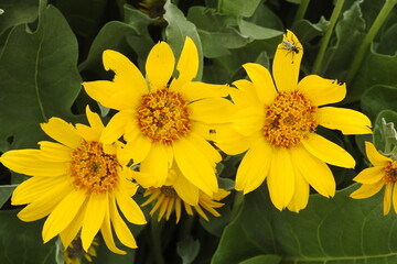 A native plant, woolly mules ear,  Wyethia Mollis, blooming in the eastern Sierra Nevada Mountains,...