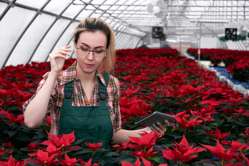 woman agronomist in a greenhouse with blooming poinsettia works with data in an electronic tablet