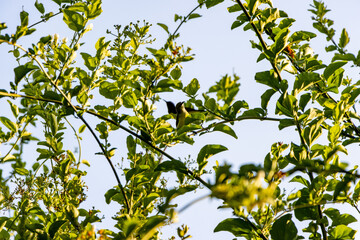 Fototapeta premium yellow bird and flowers on the branch