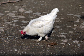 close-up white chicken, feathered breed chicken,