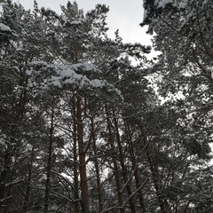 Fototapeta premium trees in winter