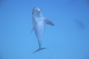 Bottle-nosed dolphin coming to the surface in the Bahamas - 400243263