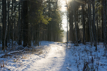 road in the winter forest