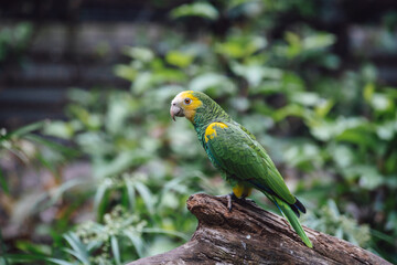 Portrait of green Parrots, Turquoise-fronted amazon, Amazona aestiva. Wildlife scene from tropic nature.