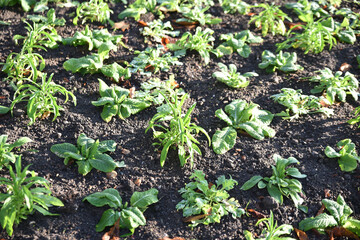 Plantations d'hiver au jardin