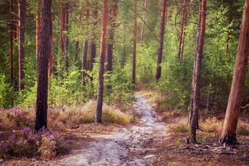 Sand path in a pine forest