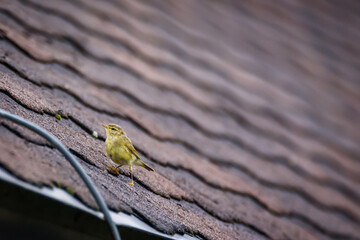  Willow warbler bird, Phylloscopus trochilus.