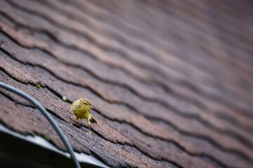  Willow warbler bird, Phylloscopus trochilus.