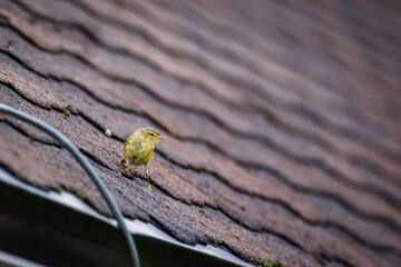  Willow warbler bird, Phylloscopus trochilus.